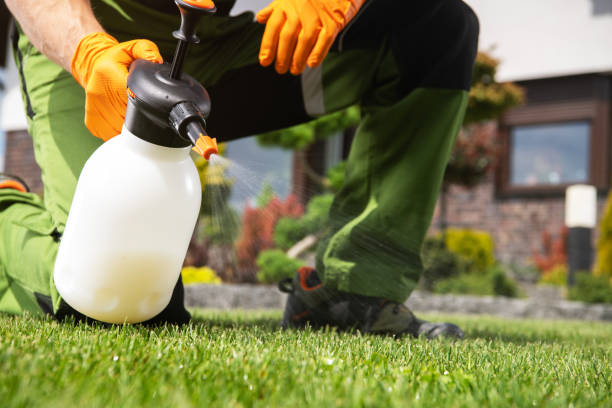 Best Wasp Removal Services  in Andrews, TX