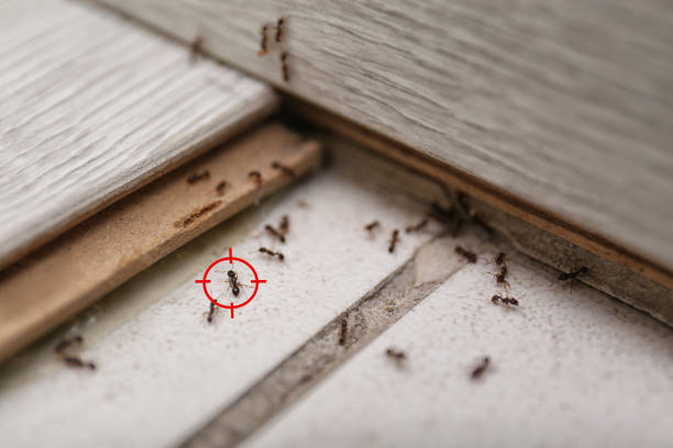 Best Residential Pest Control  in Andrews, TX