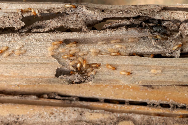 Trusted Andrews, TX Pest Control Experts